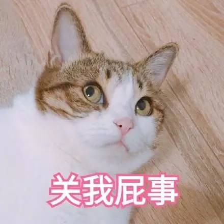 辛辛苦苦给猫取的名字它却爱答不理！