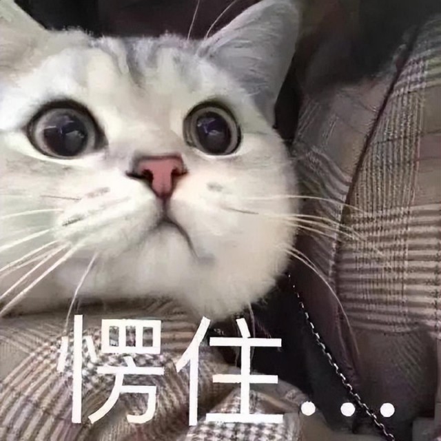 给猫咪看用它的猫毛做的毛毡猫咪居然气到口吐莲花