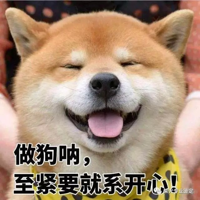 养一只柴犬要多少钱？铲土官准备好了吗？