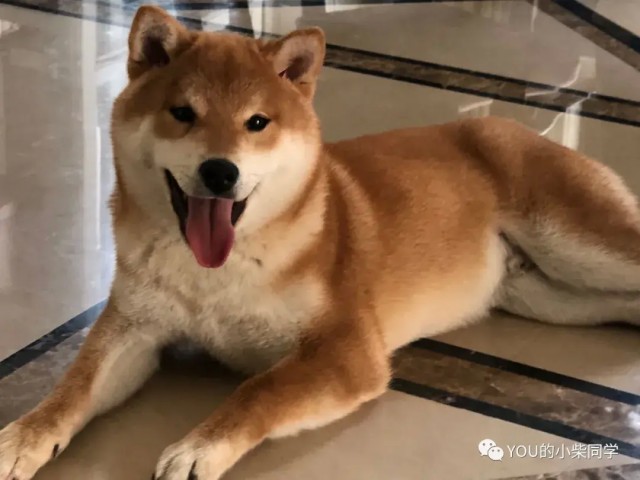 为什么柴犬贵？ ? 什么是柴犬的价格？