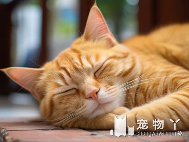 春季来临，猫狗易冲动，山西的养宠物人士应该注意什么？