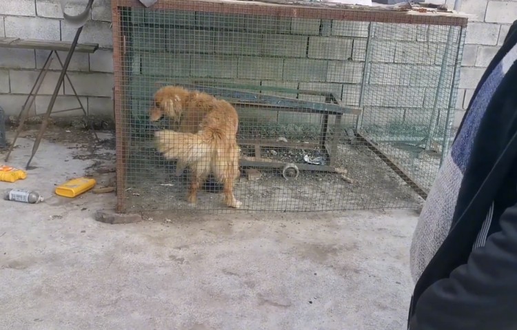 山西：被卖狗肉馆，还被狗贩卖血的金毛，小伙2500救下后重获新生